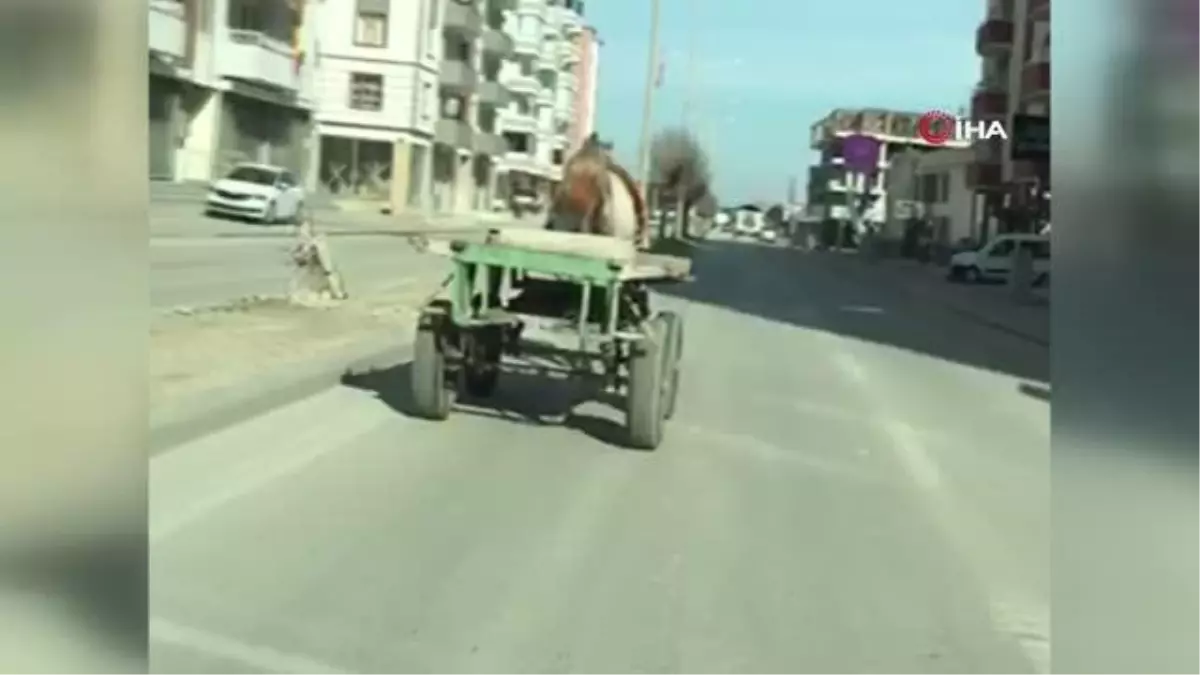 Başıboş at trafikte tehlike saçtı