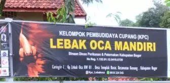 Endonezya'da göz alıcı renklere sahip Betta balıkları, yarışma için 'kuaförde' güzelleşiyor