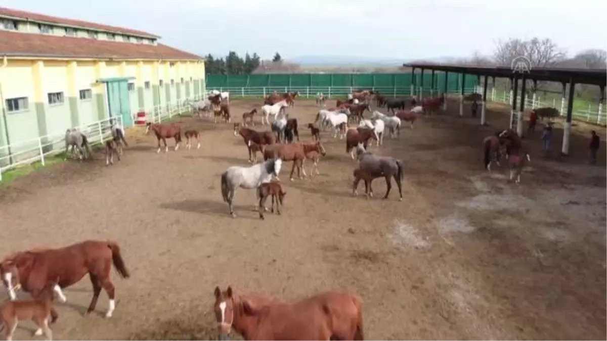 ESKİŞEHİR / BURSA - Şampiyon adayı taylar dünyaya gözlerini açmaya başladı