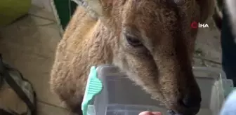 Koruma altındaki yavru yaban dağ keçisi ölmek üzereyken bulundu