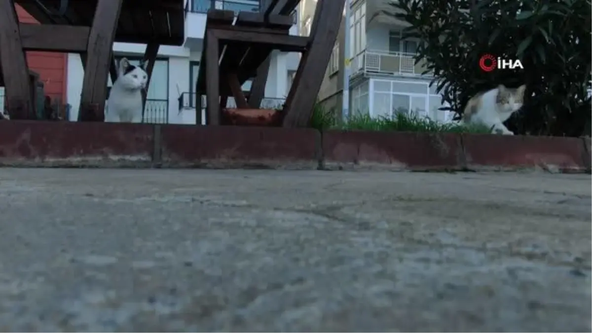 Martı zannettiği drone yere konunca böyle avlamaya çalıştı