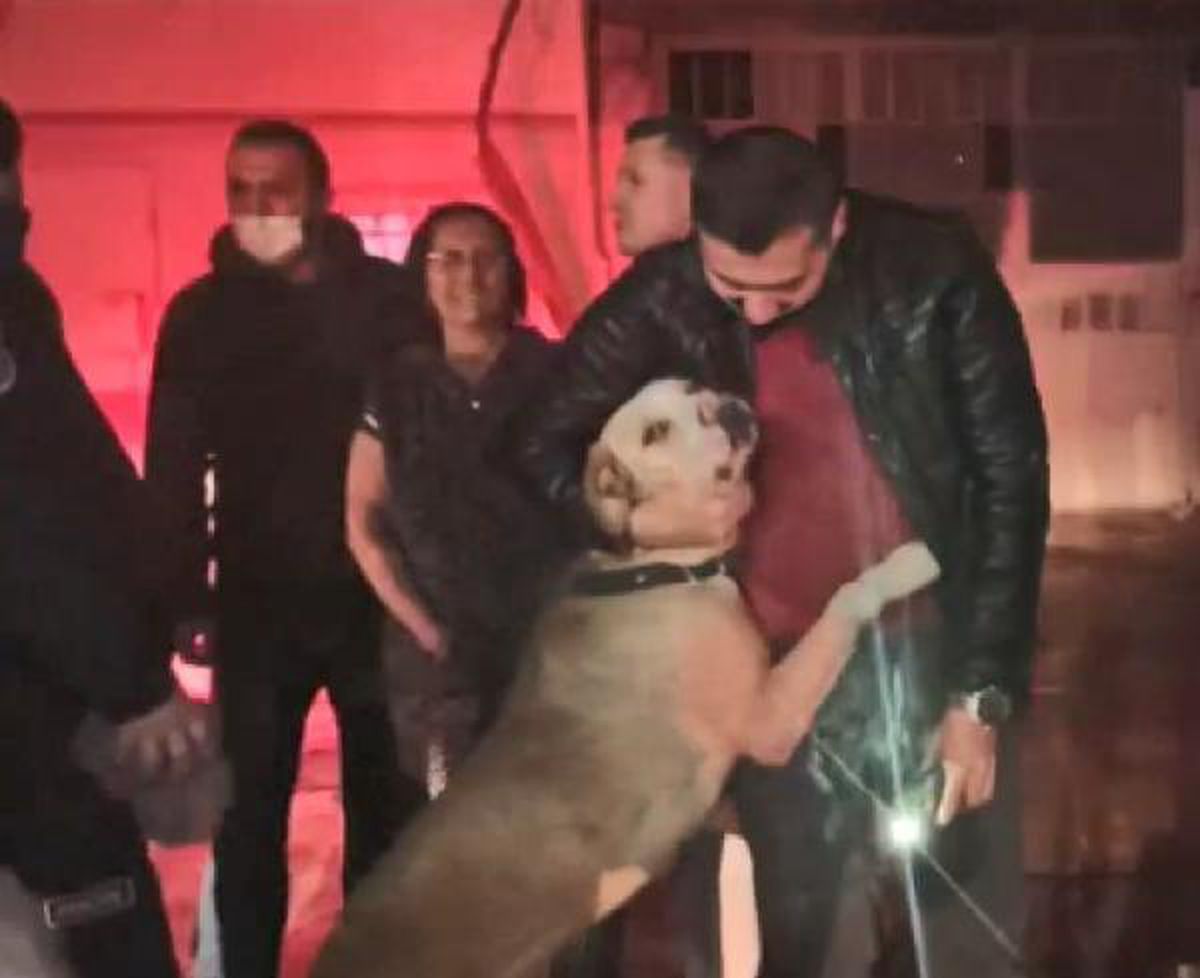 Yangından baygın kurtarılan köpek, kendine gelince yanan dükkanın önünde sahibini bekledi