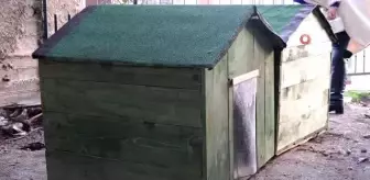 Yavru köpekler için bahçesine kulübe yaptırdı, bakımını üstlendi