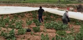 Bakla ve bezelye üreticilerinden don tehlikesine karşı elyaf örtülü önlem
