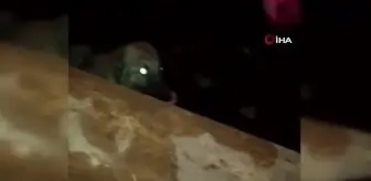 Diyarbakır'da yürekleri ısıtan görüntü...Gençler dere yatağına düşen köpeği kurtardı