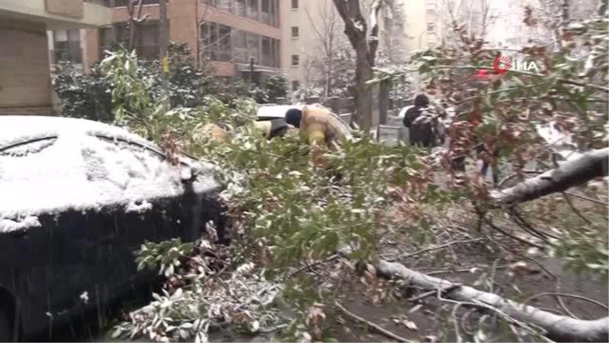 Kadıköy\'de kar yağışına dayanamayan ağaç, araçların üzerine devrildi