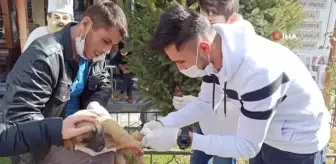 Vatandaşlar otomobilin ezdiği yavru köpek için seferber oldu