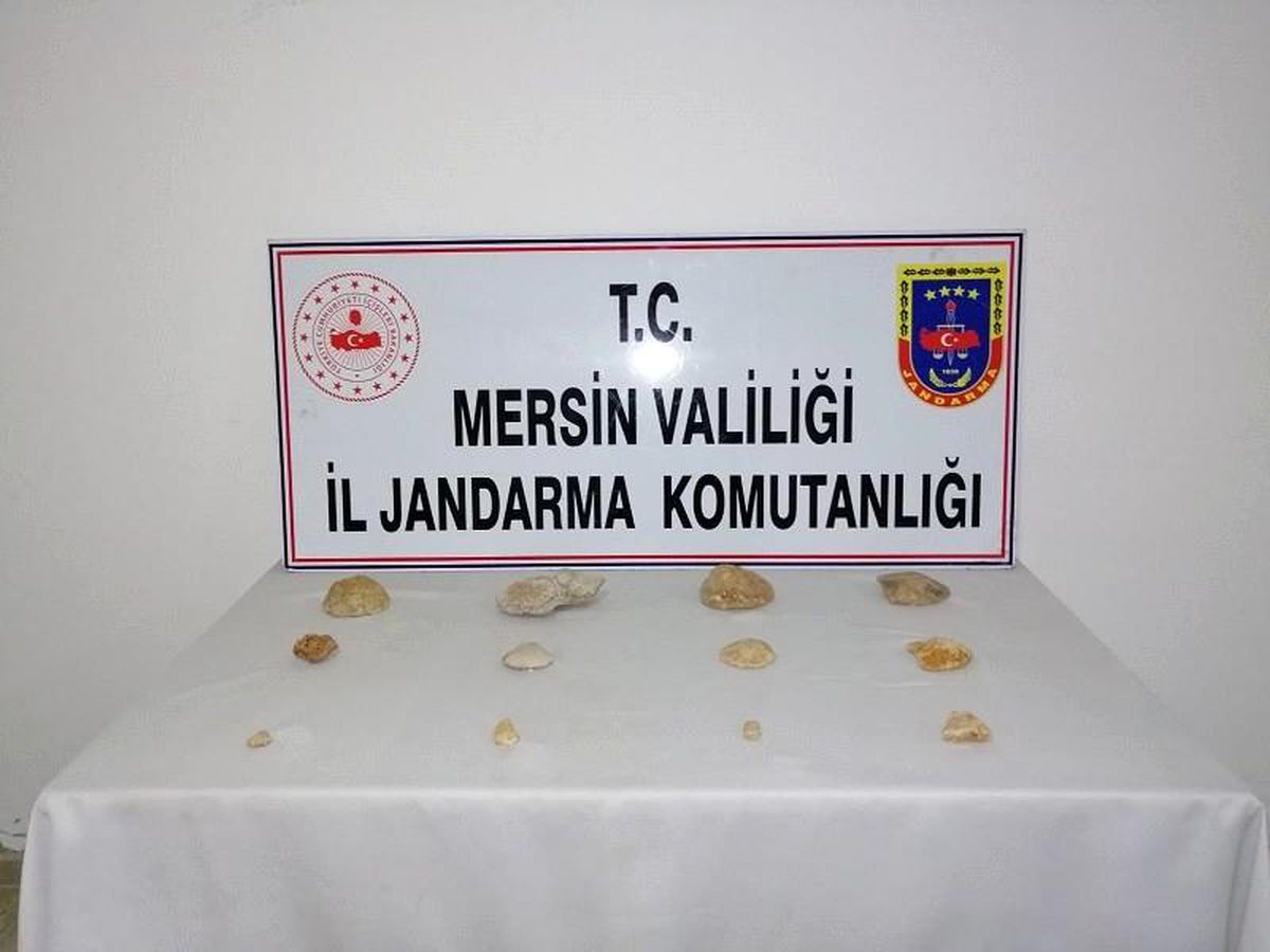 Erdemli\'de tarihi eser niteliğinde fosil ele geçirildi
