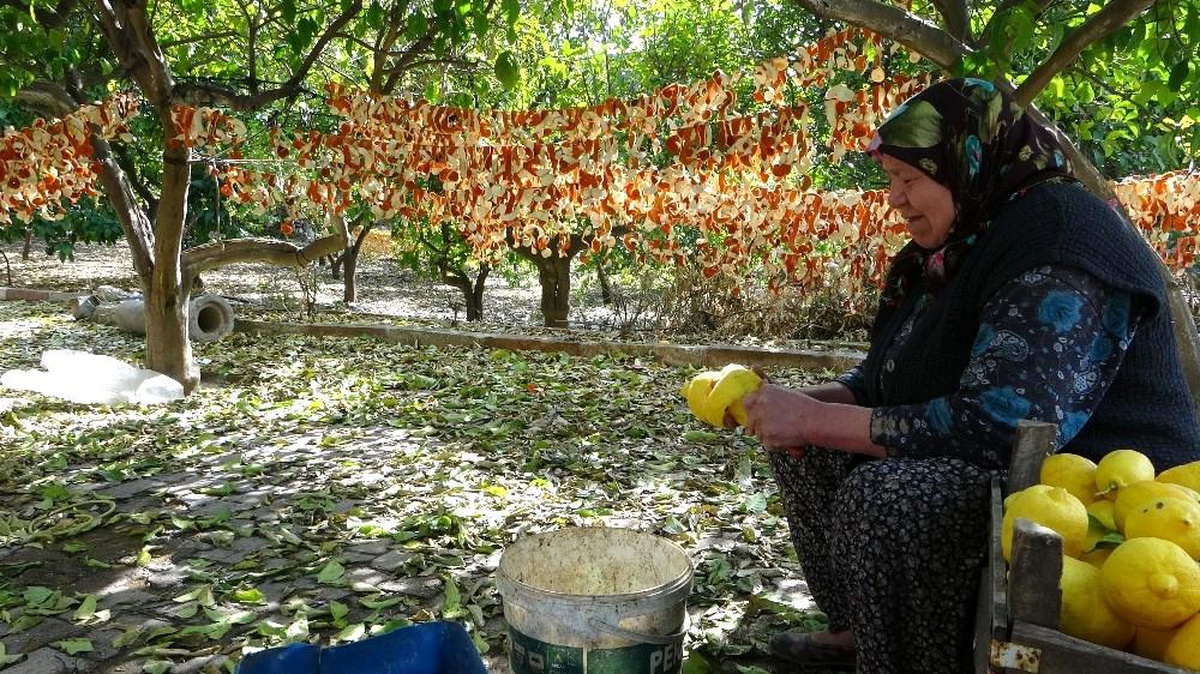 Son dakika haberleri | Narenciye kabukları kurutularak ekonomiye kazandırılıyor