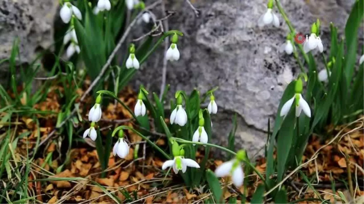 Orta Toroslarda kardelenler kara hasret çiçek açtı