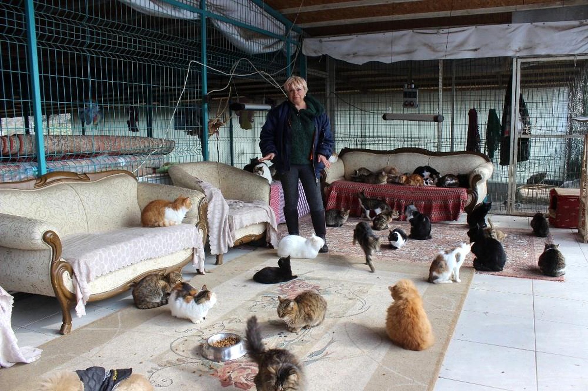 Yok böyle bir ev...Tam 250 kediye ev sahipliği yapıyor