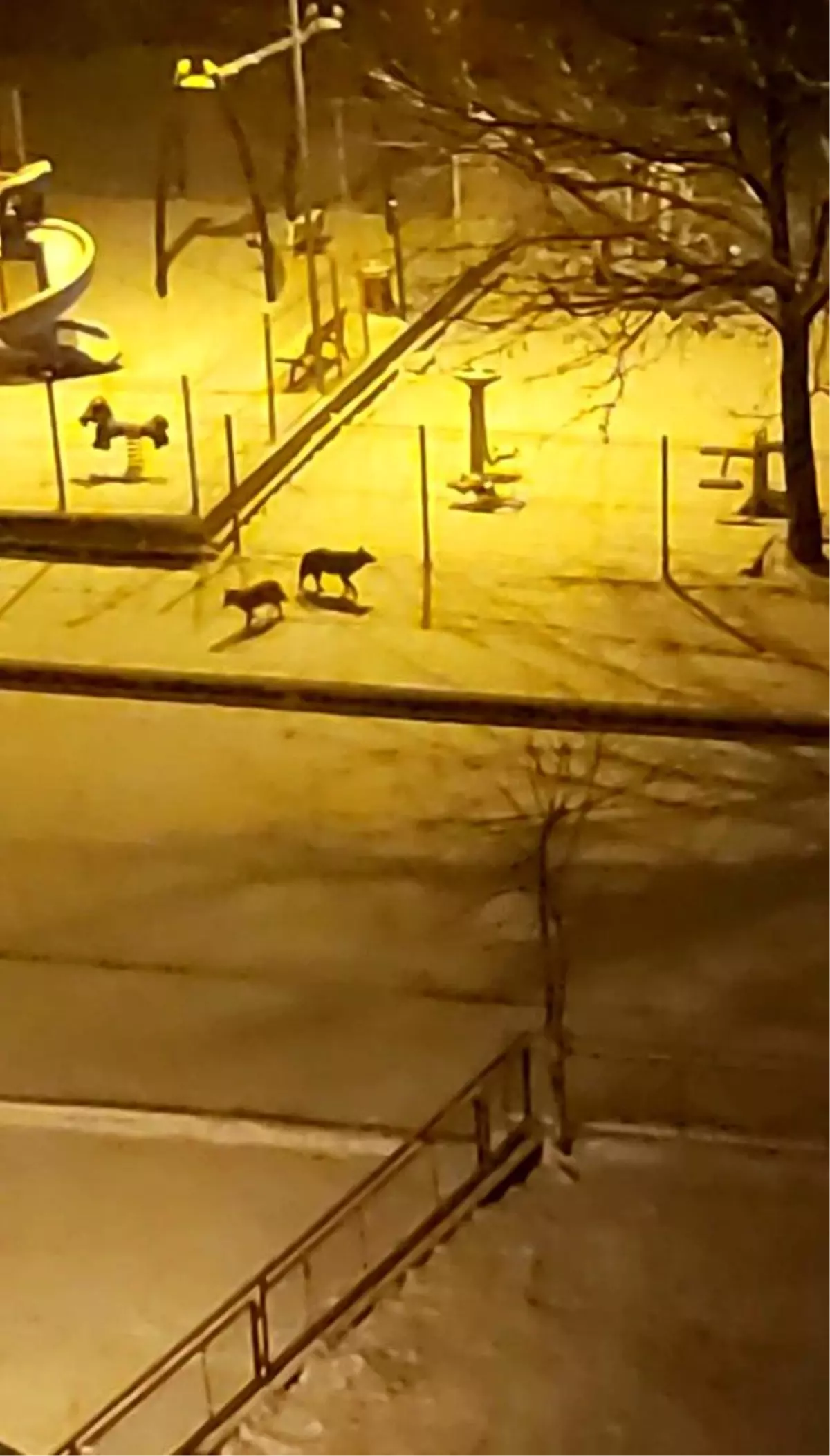 Aç kalan kurtlar şehre indi