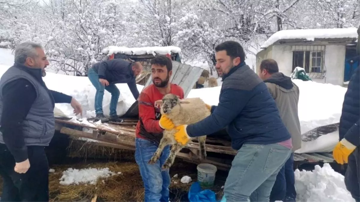Çöken çatı altındaki hayvanları kurtarmak için zamanla yarıştılar