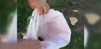 Diyarbakır'da nesli tükenme tehlikesi altında olan kaya sansarı görüldü