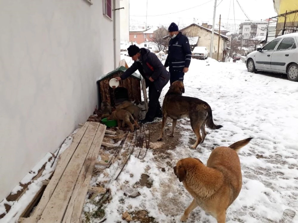 Emet Belediyesi\'nden sokak hayvanlarına su ve yiyecek desteği