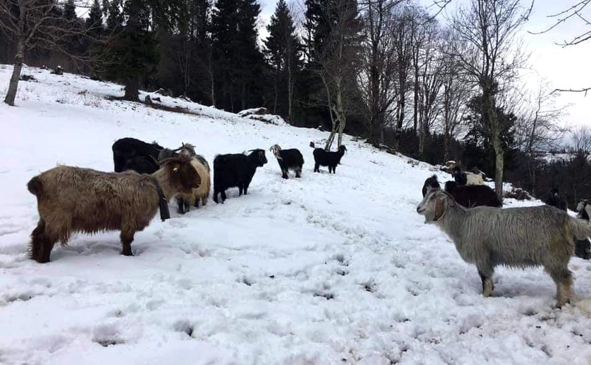 Kütahya\'da küçükbaş hayvanlarda çiçek hastalığına rastlandı