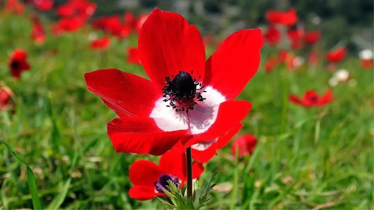 İlk cemre ne zaman düşüyor? Cemre havaya ne zaman düşecek? Cemre ne zaman düşer 2021? Cemre ilk nereye düşer?