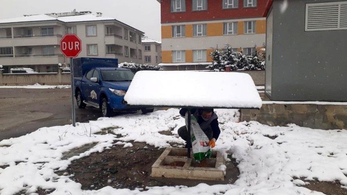 İnegöl Belediyesinden sokak hayvanlarına şefkat eli