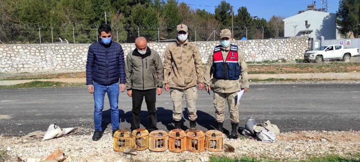 Son dakika haberi | Jandarma keklikleri özgür bıraktı