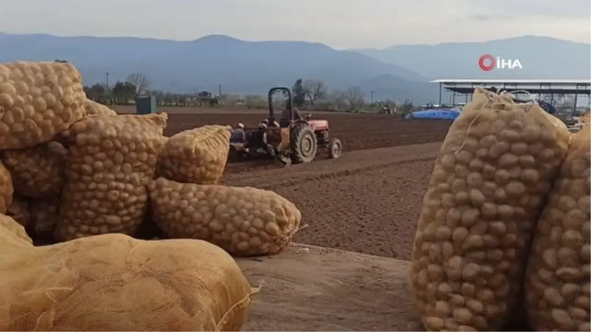 Ödemişli patates üreticisi fiyatlardan dolayı dertli