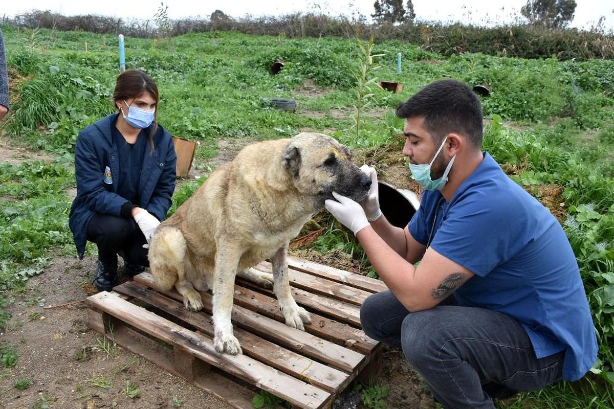 Son dakika haberi... Silahla yaralanan köpeğin durumu iyiye gidiyor