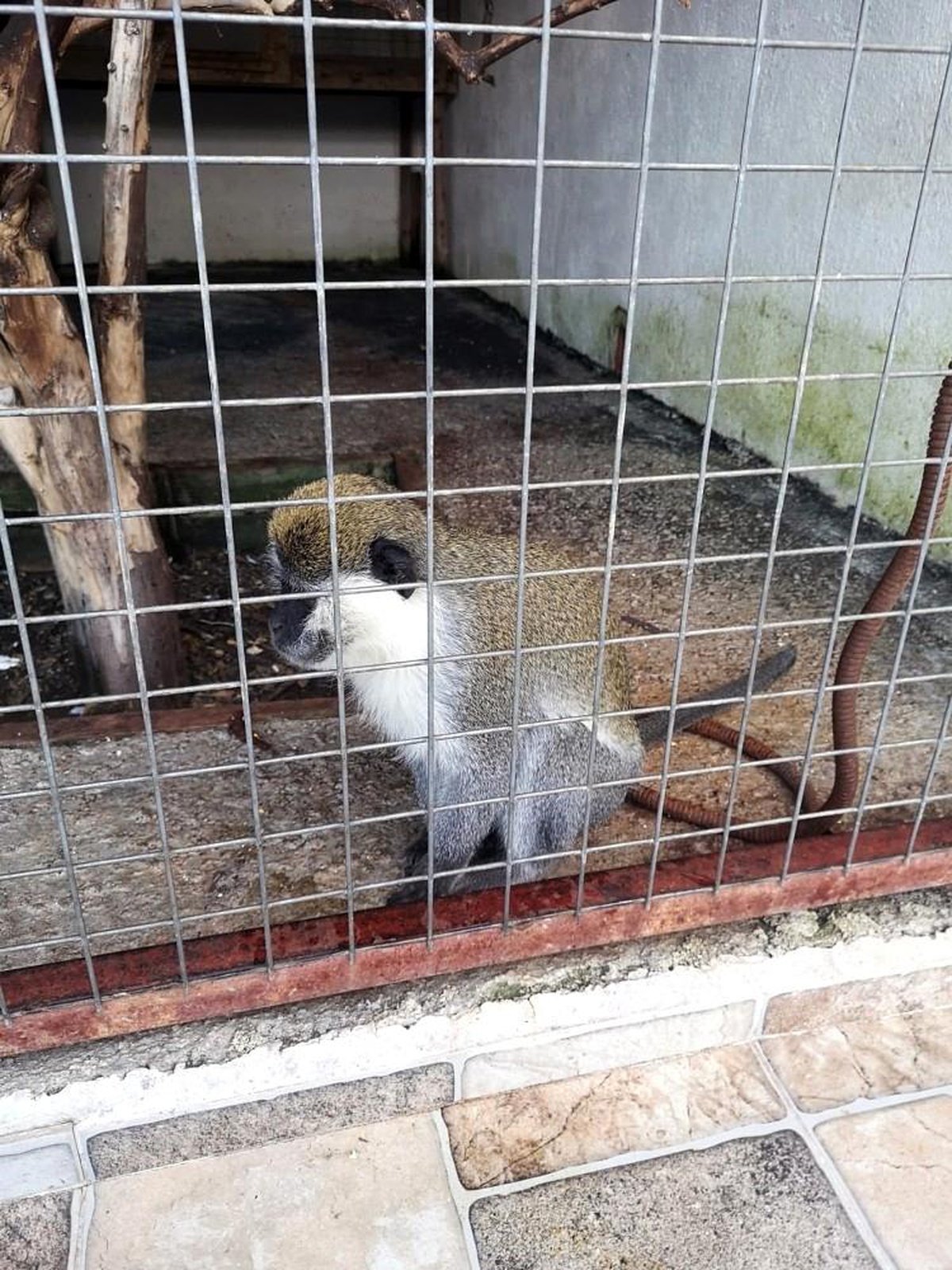 Tarihi eser operasyona giden polis \'Rhesus\' cinsi maymun buldu