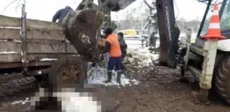 Yoğun kar birikmesi sonucu çatısı çöken ahırda çok sayıda hayvan telef oldu