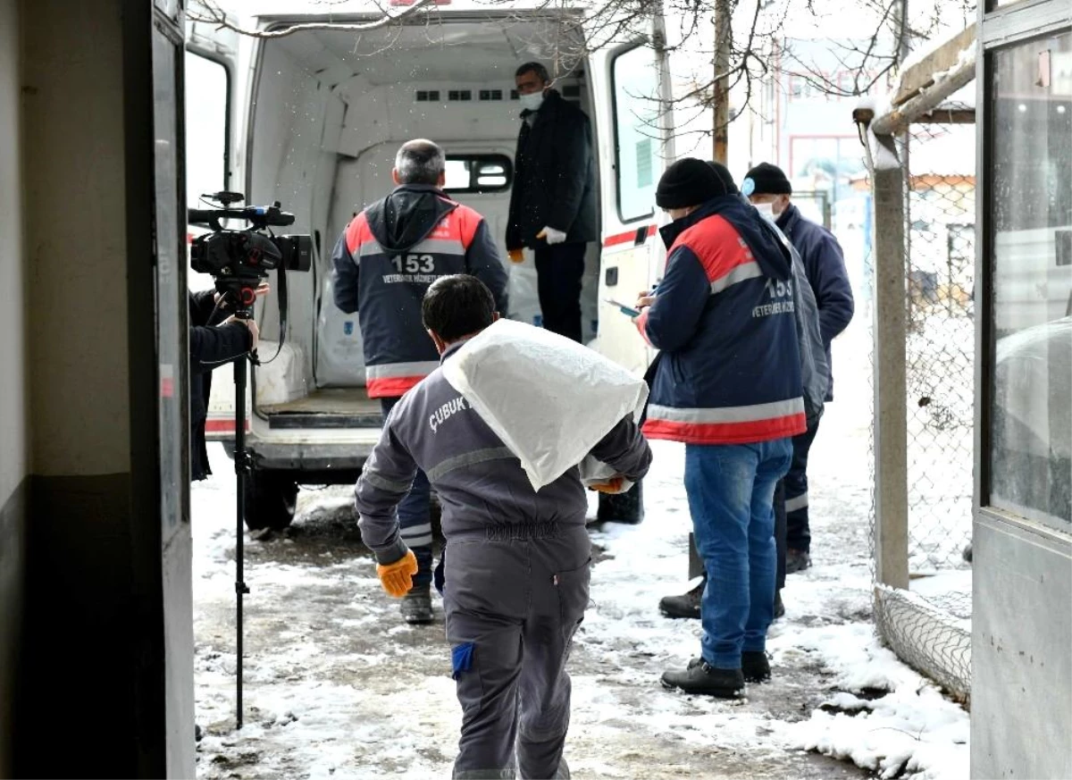 Ankara Büyükşehir Belediyesi\'nden can dostlar için soğuk günlerde gönüllülerle iş birliği