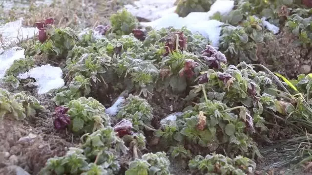 Trakya'da soğuk hava etkisini sürdürüyor