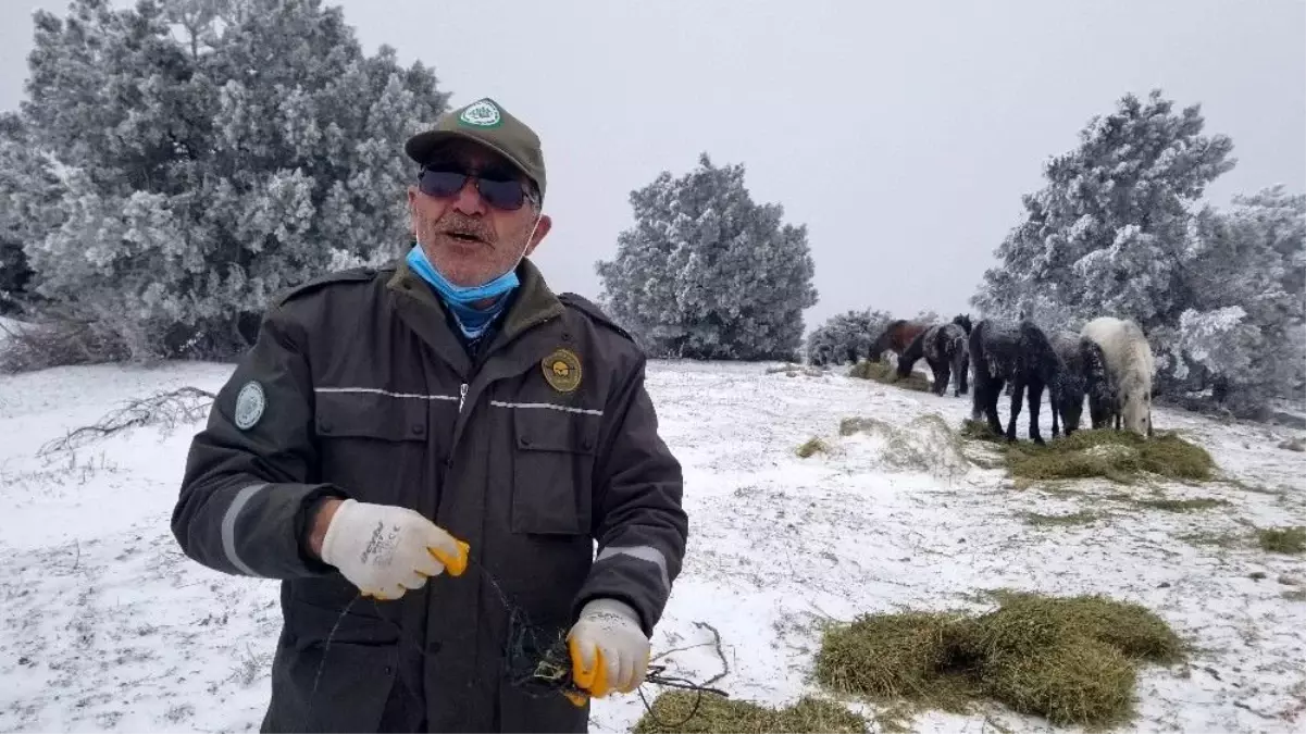 Eksi 8 derecede Spil Dağı\'nda yaban hayatı unutulmadı