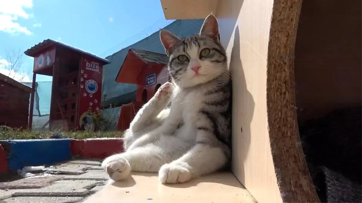 Engelleri kaldıran 'kedi köyü'