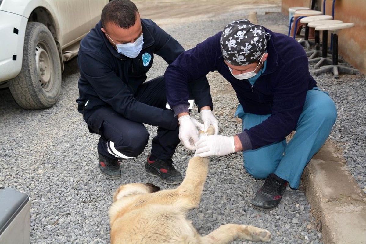 Hakkari Belediyesinden can dostlara şefkat eli