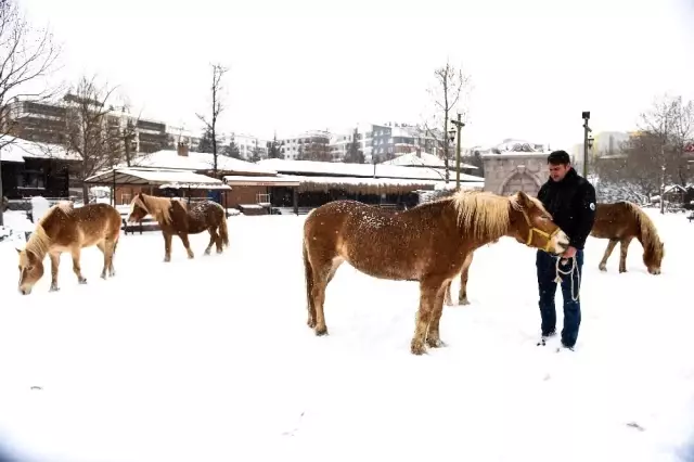 Özgür atların kar keyfi - Son Dakika Özgür atların kar keyfi - Son Dakika