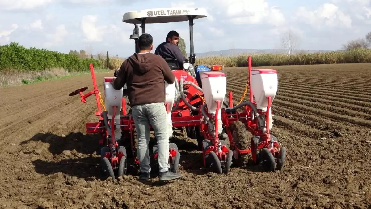 Mısır tohumları toprakla buluştu