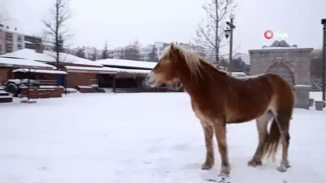Özgür atların kar keyfi - Son Dakika Özgür atların kar keyfi - Son Dakika