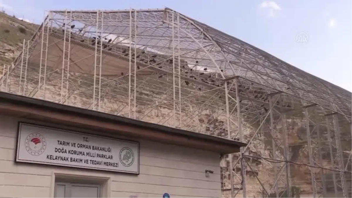 ŞANLIURFA - Koruma altındaki kelaynaklar doğaya bırakıldı