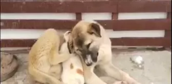 Soğuk hava ezeli düşmanları barıştırdı
