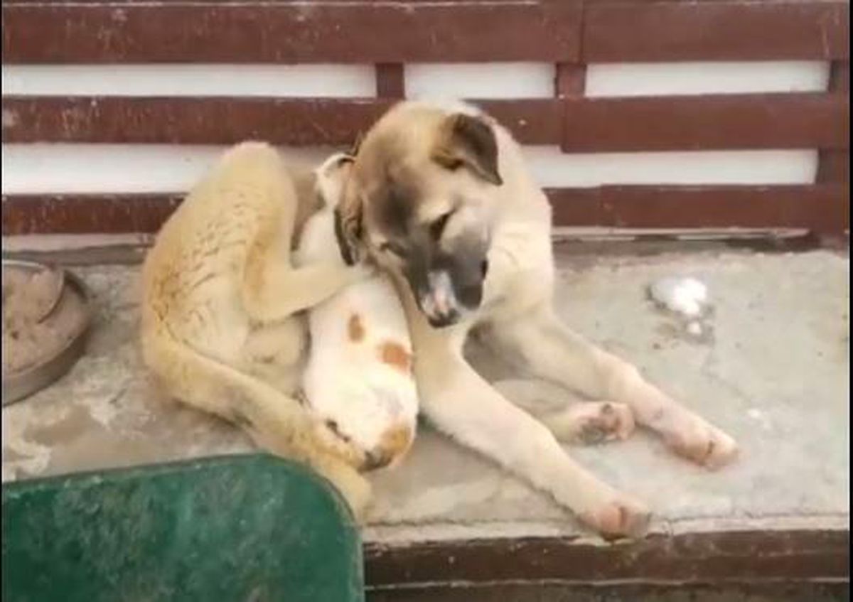 Soğuk hava ezeli düşmanları barıştırdı