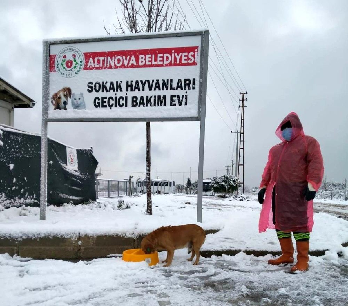 Altınova\'da sokak hayvanları unutulmadı