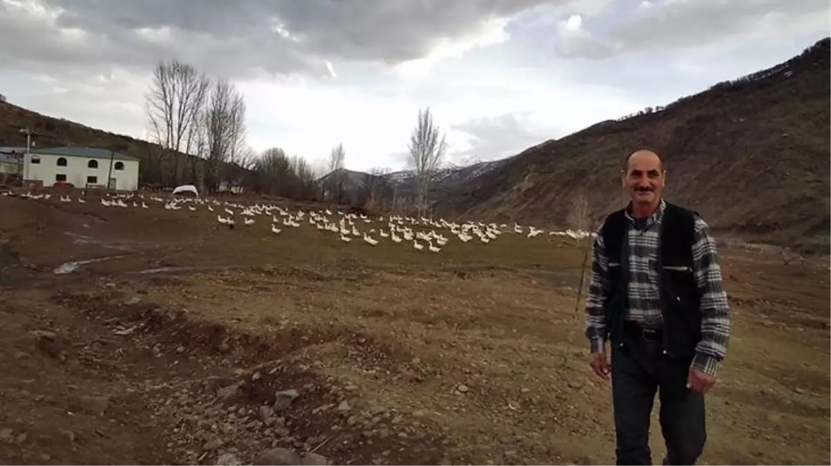 "Yapamazsın" dediler, kurduğu kaz çiftliğinde şimdi taleplere yetişemiyor