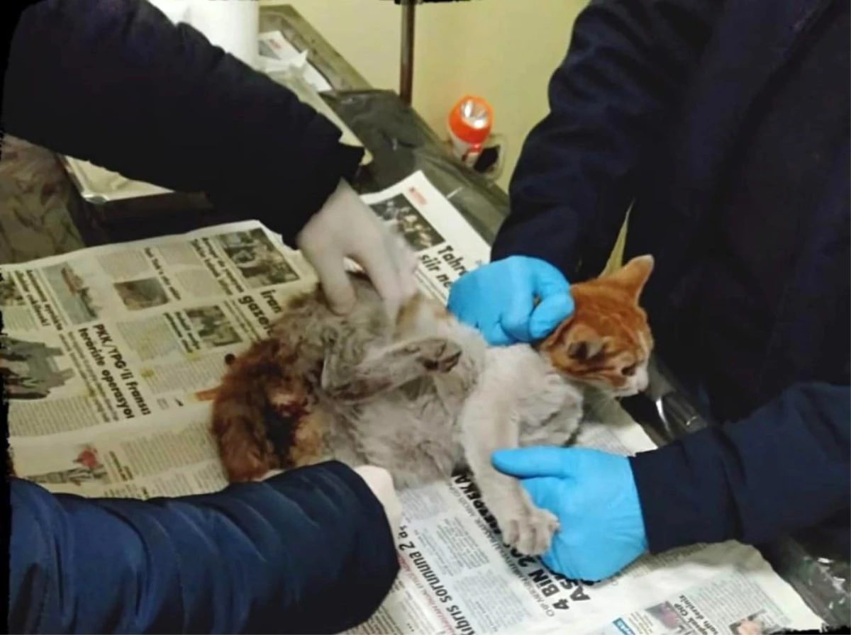 Yaralı halde bulunan kedi tedavi altına alındı