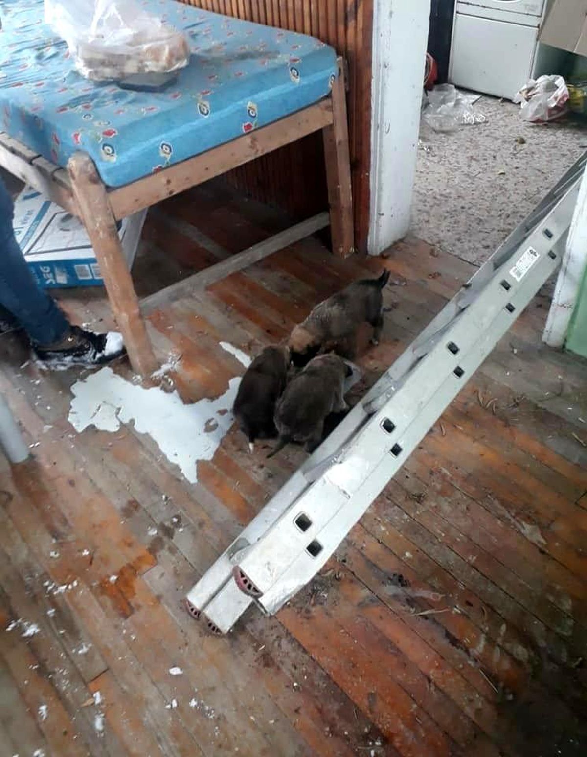 Yavru köpekler için seferber oldular