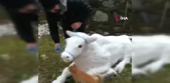 Bu da kardan 'boğa'