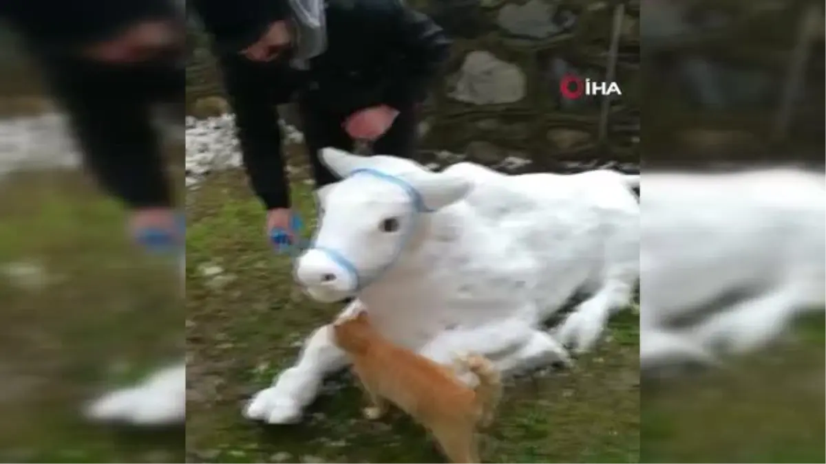 Bu da kardan 'boğa'