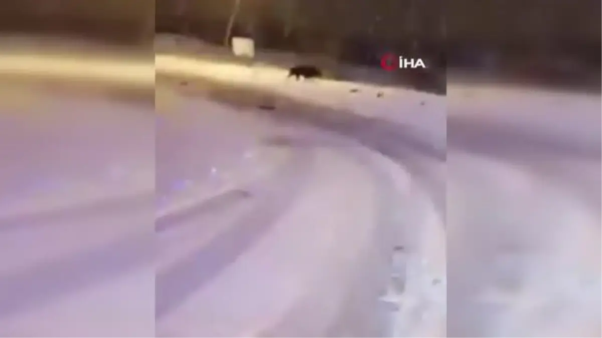 Bursa'da aç kalan kurtlar, Kütahya'da ise domuzlar şehre indi