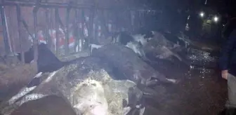 Çanakkale'de elektrik çarpan 8 inek telef oldu