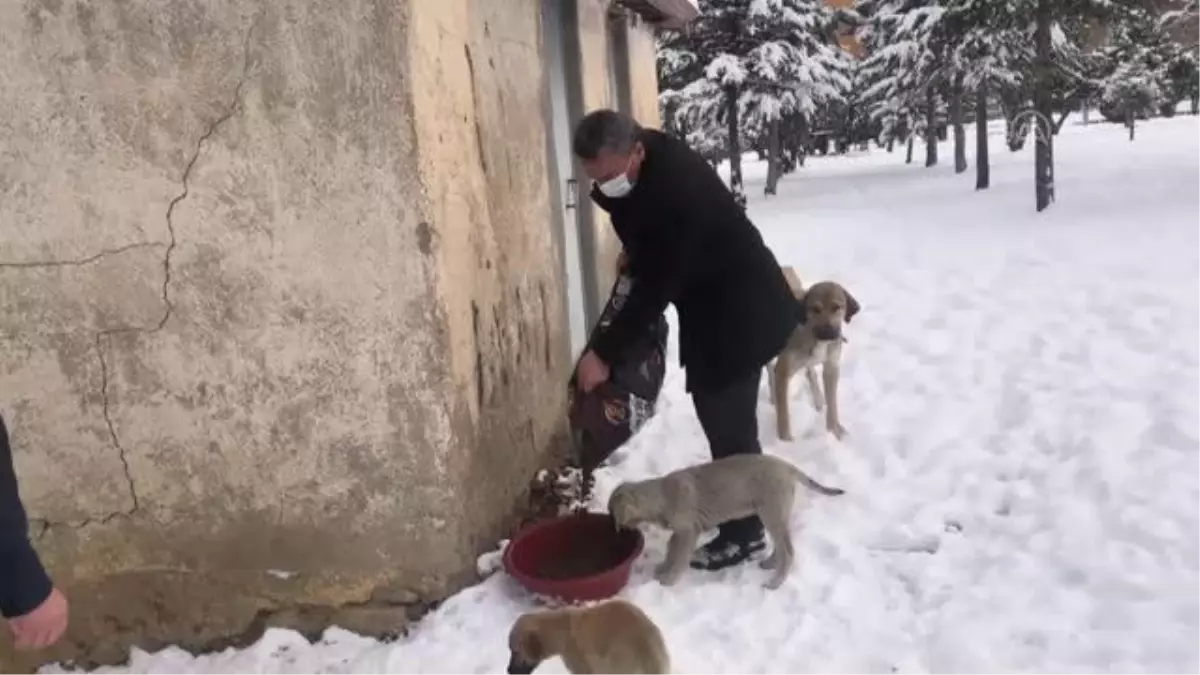 Dondurucu soğukta sokak hayvanları unutulmadı