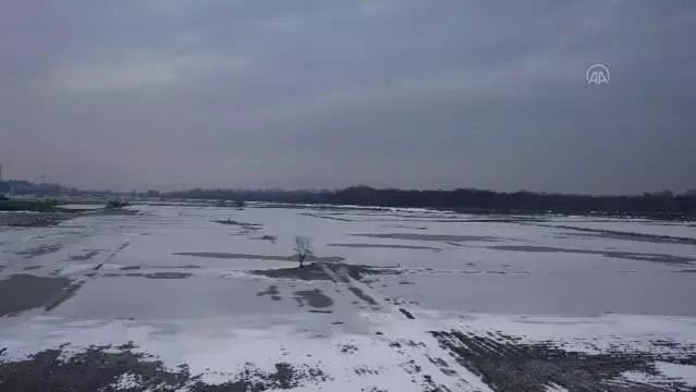 Edirne'de soğuk hava nedeniyle nehir kenarındaki tarlalar buz tuttu