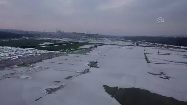 Edirne'de soğuk hava nedeniyle nehir kenarındaki tarlalar buz tuttu