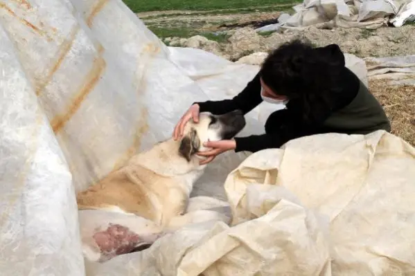 Komşusu, üniversiteli Fatma'nın köpeğini vurdu, 'Aynısını sana da yaparım' diye tehdit etti